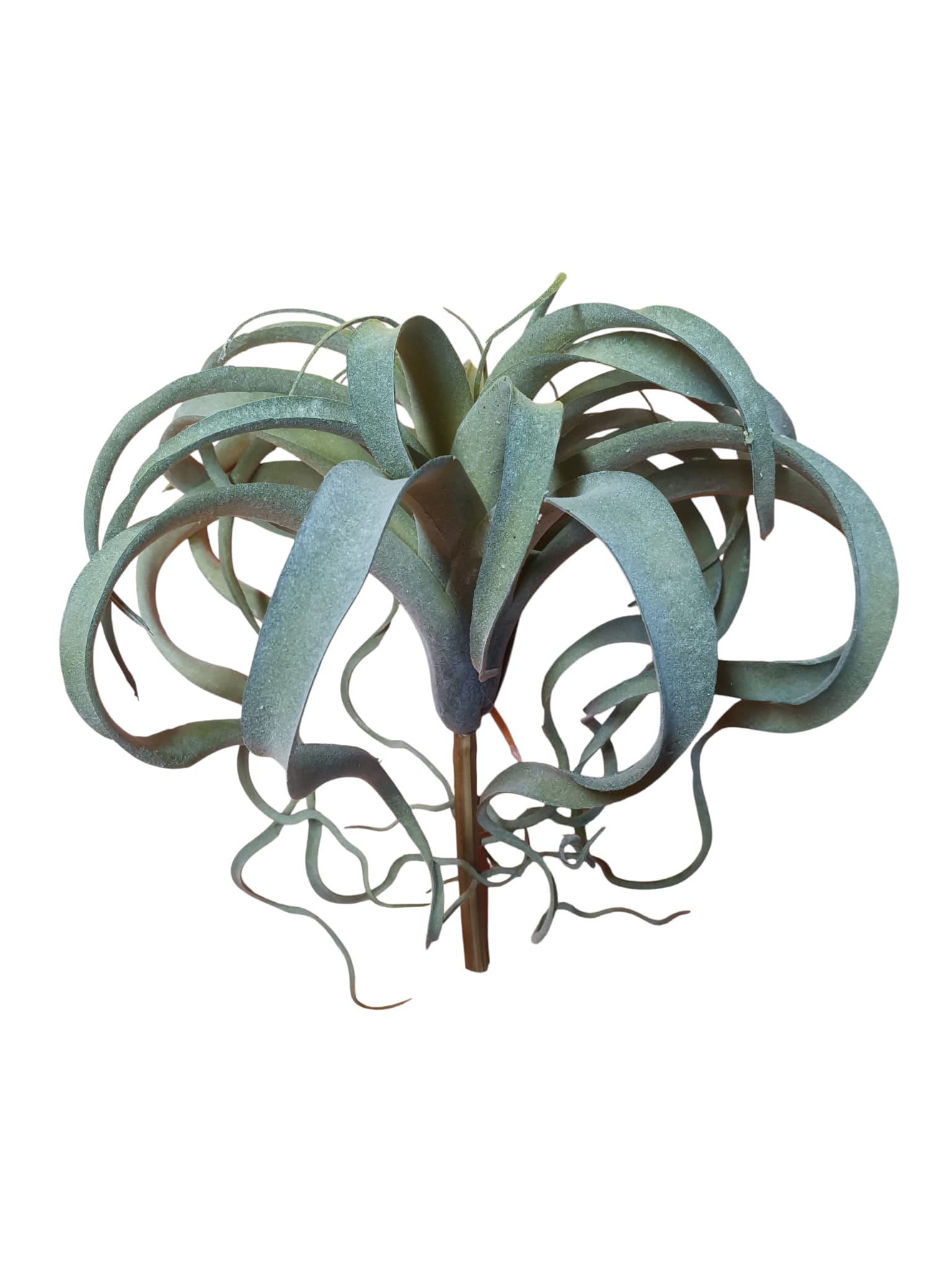 TILLANDSIA 30CM GY