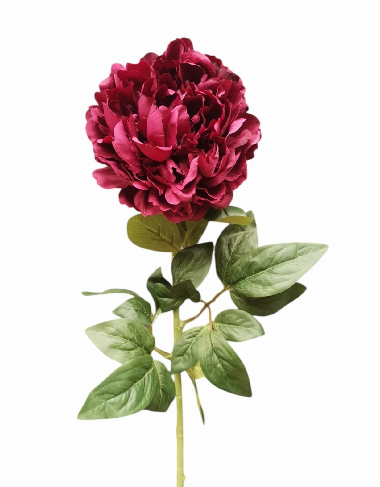 PEONIA ARMONY 72CM BU