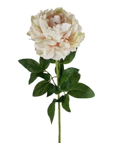 PEONIA ARMONY 72CM CP