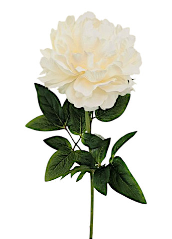 PEONIA ARMONY 72CM CR