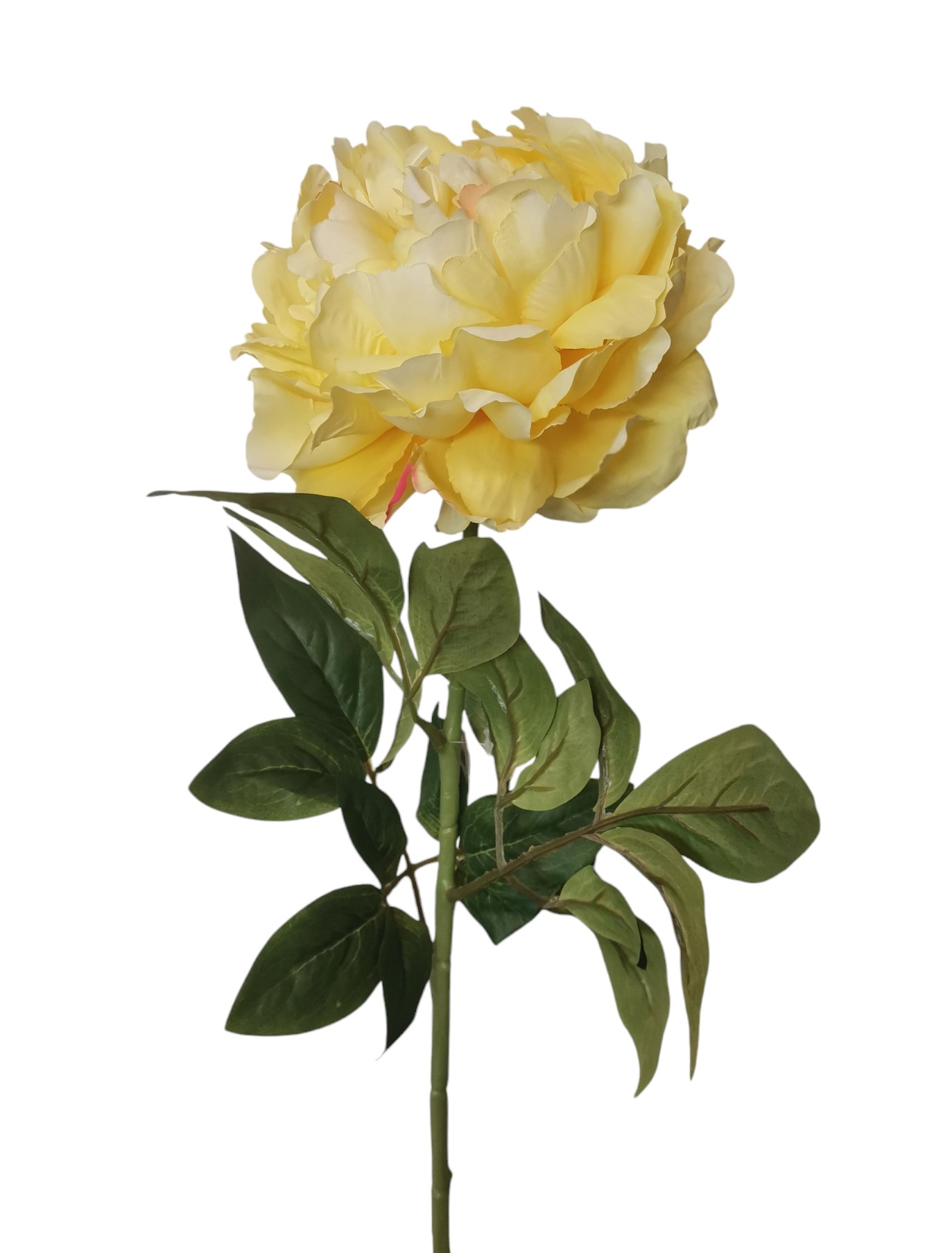 PEONIA ARMONY 72CM DKYL