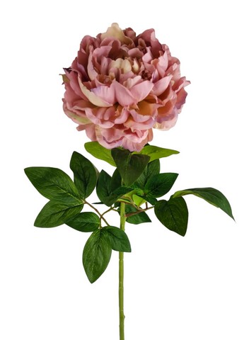 PEONIA ARMONY 72CM LTMV