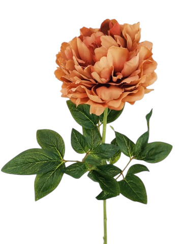 PEONIA ARMONY 72CM OR