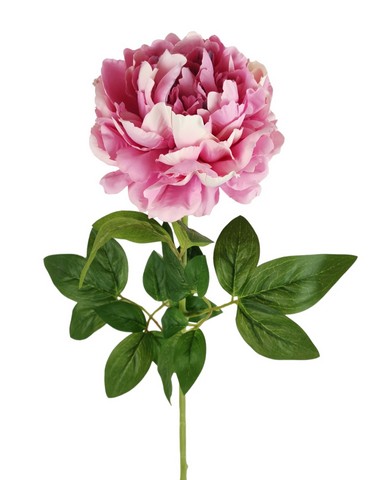 PEONIA ARMONY 72CM PK