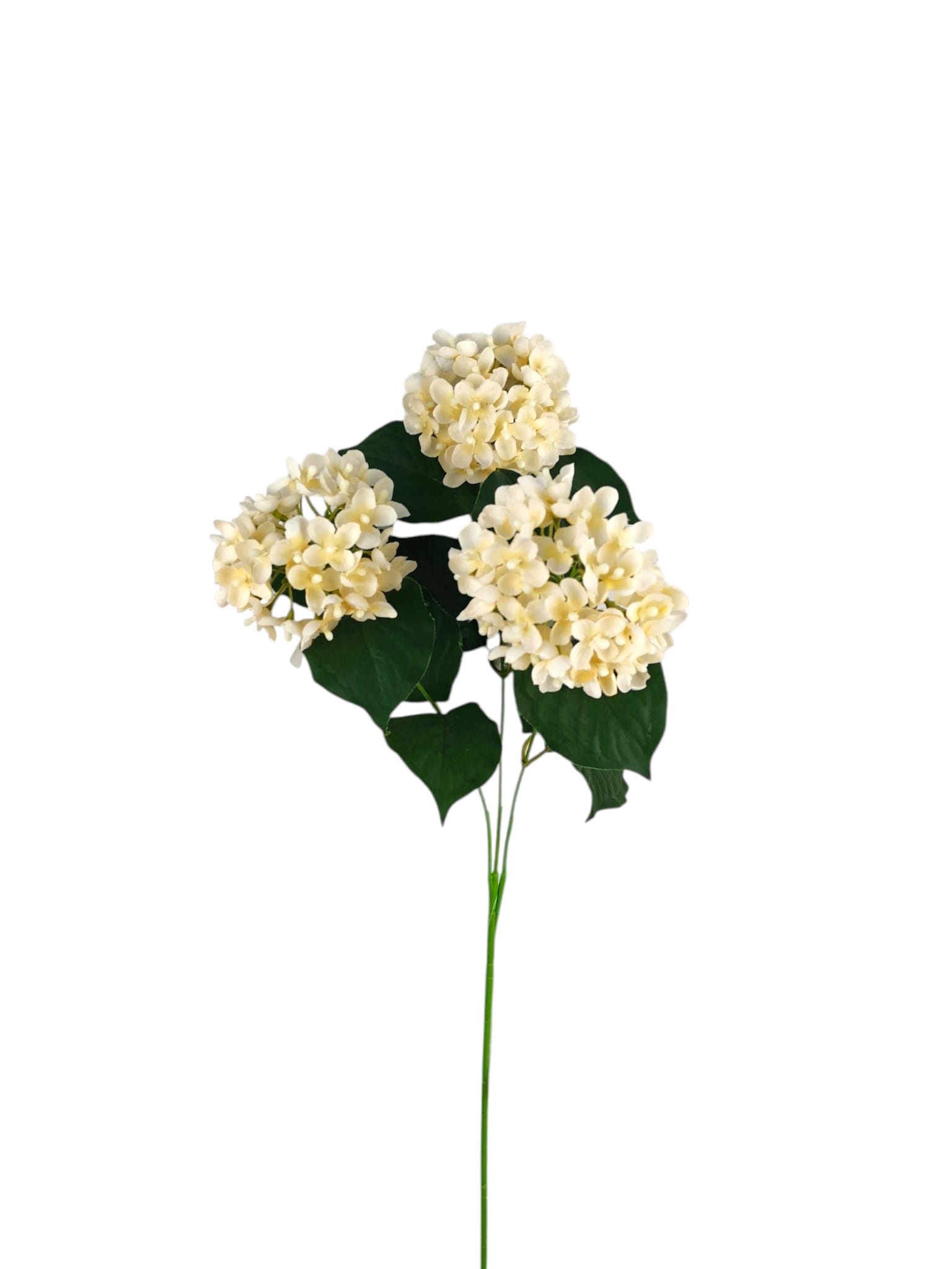 VERBENA X3 73CM CR