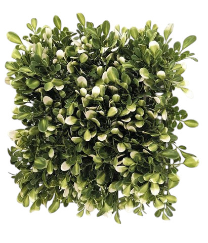 BOXWOOD MATTONELLE 25X25CM WHGR
