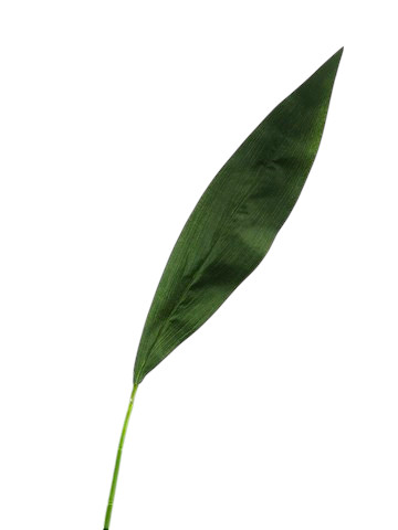 ASPIDISTRA X1 90CM