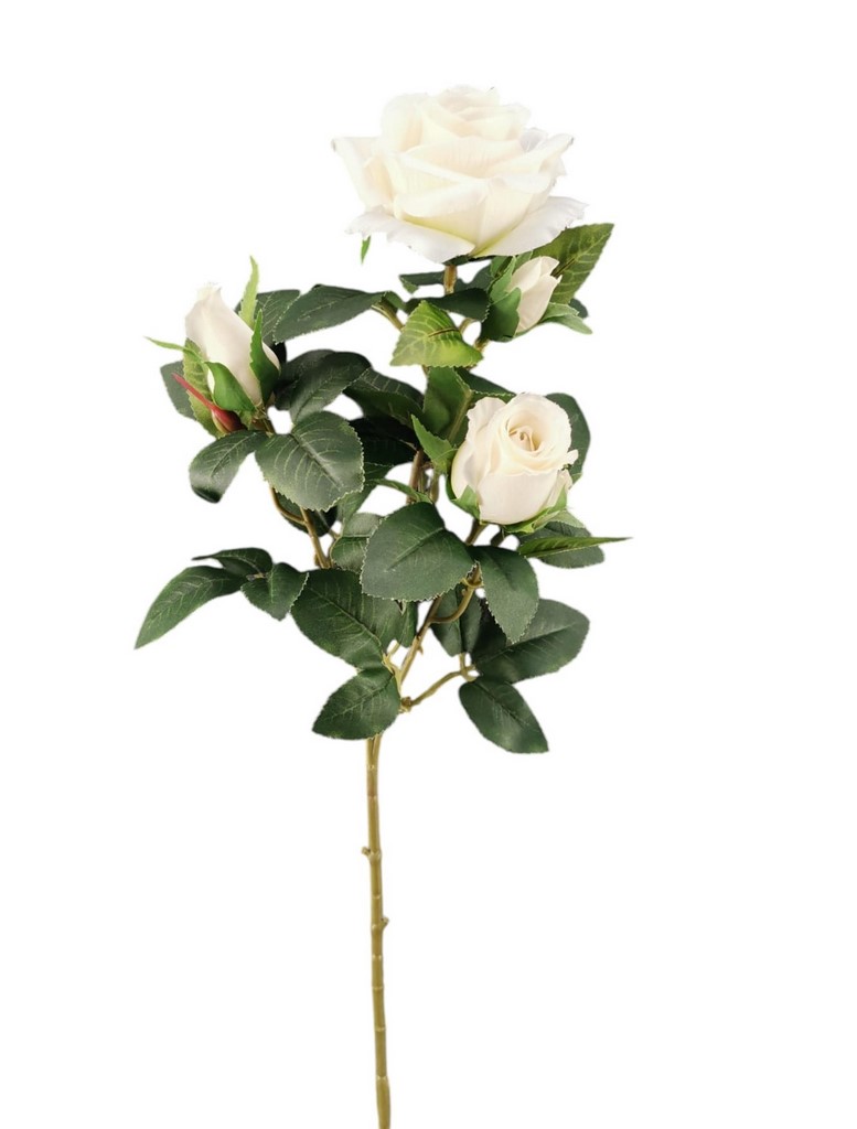 ROSA MAYA X3 67CM CR