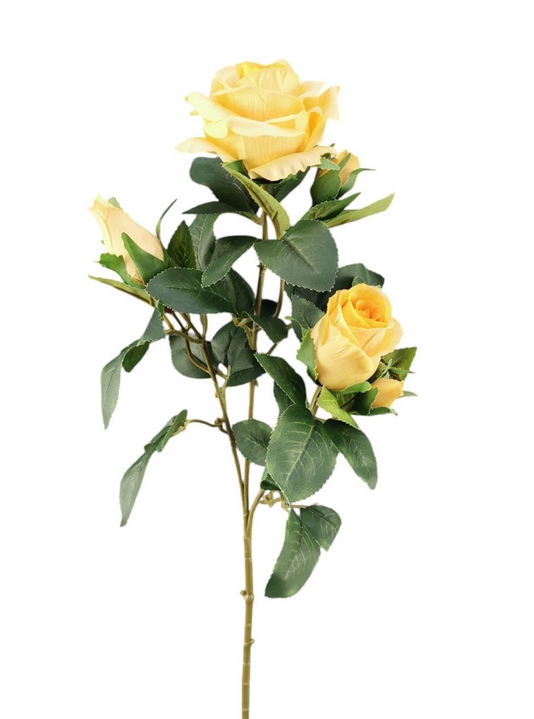 ROSA MAYA X3 67CM LTYL