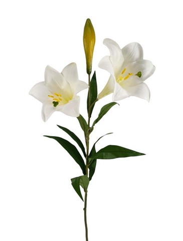 GIGLIO DI SANT'ANTONIO X 2FLS 1 BUD 86CM WH