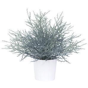 PINO C/VASO X45 GREY 30CM