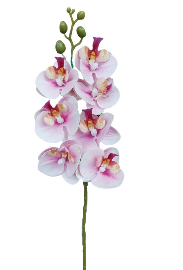PHALAENOPSIS MINI X7 64CM LL
