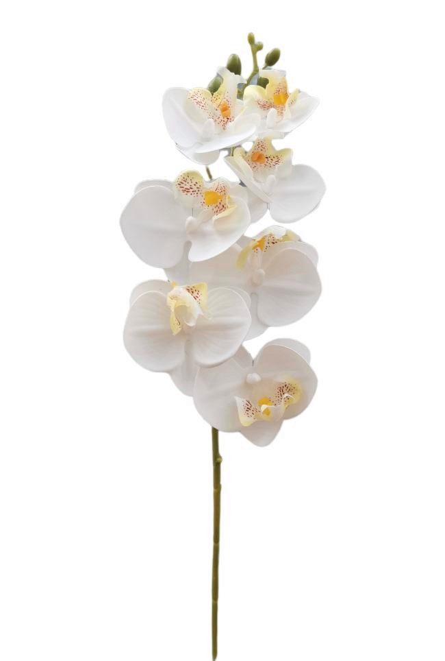 PHALAENOPSIS MINI X7 64CM WH