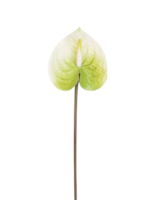 ANTHURIUM 60CM WH