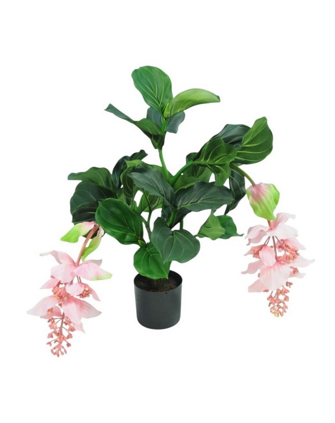 MEDINILLA X3 30LVS 2FLR IN VASO 60CM PK