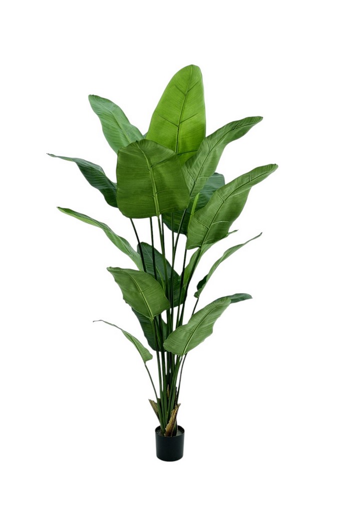 STERLIZIA NICOLAI IN VASO 17LVS 190CM GR