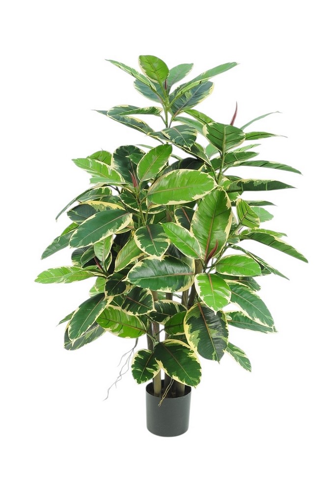 RUBBER PLANT MULTI TREE120LVS 16 BUDS IN VASO 61CM