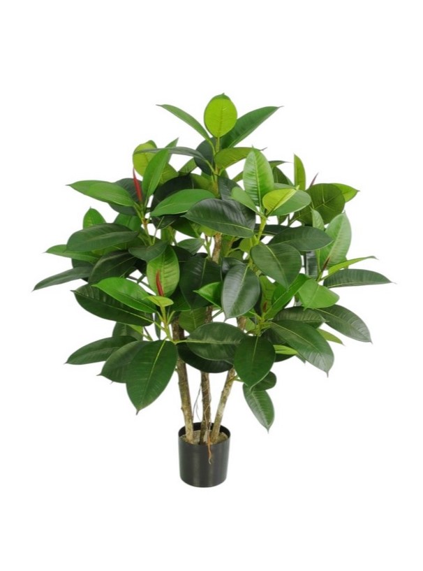 RUBBER PLANT MULTI TREE IN VASO 105LVS 14 BUDS 61CM GR