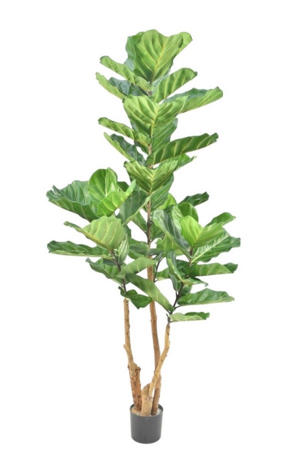 FICUS VIOLINO IN VASO 50LVS 190CMGR