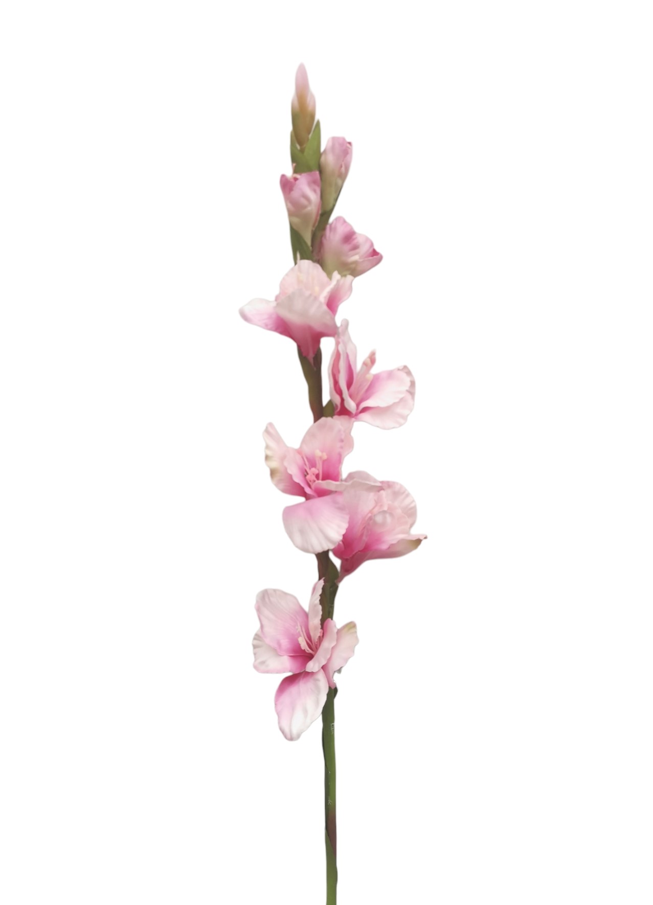 GLADIOLO SPRAY 85CM LTPK