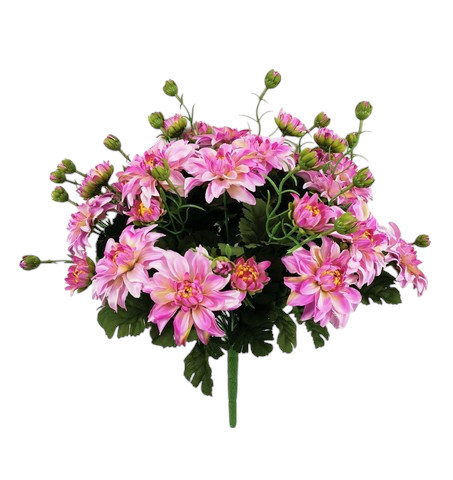 ZINNIA BUSH X36 45CM LL