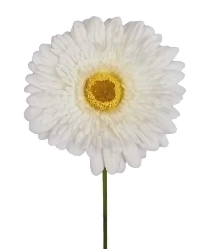 GERBERA HARLEY X1 60CM CR