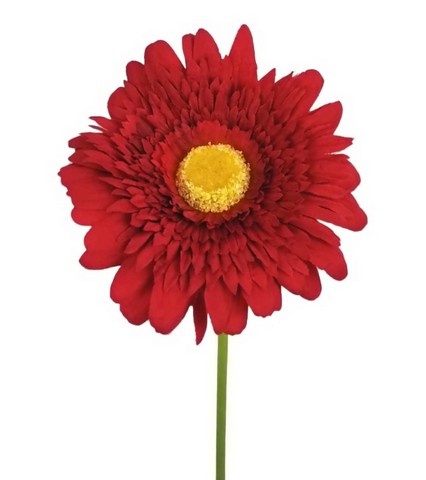 GERBERA HARLEY X1 60CM RD