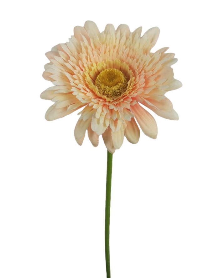 GERBERA HARLEY X1 60CM SA