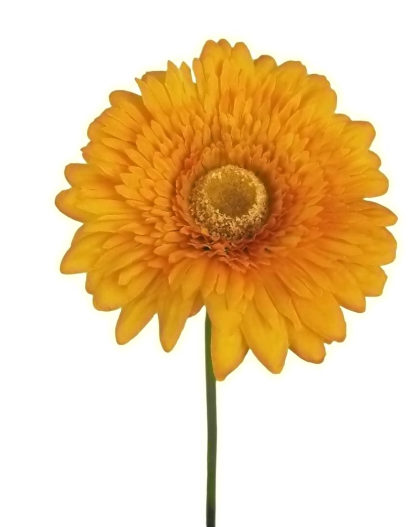 GERBERA HARLEY X1 60CM YL