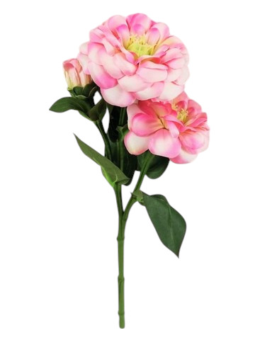 ZINNIA SPRAY X3 35CM PK
