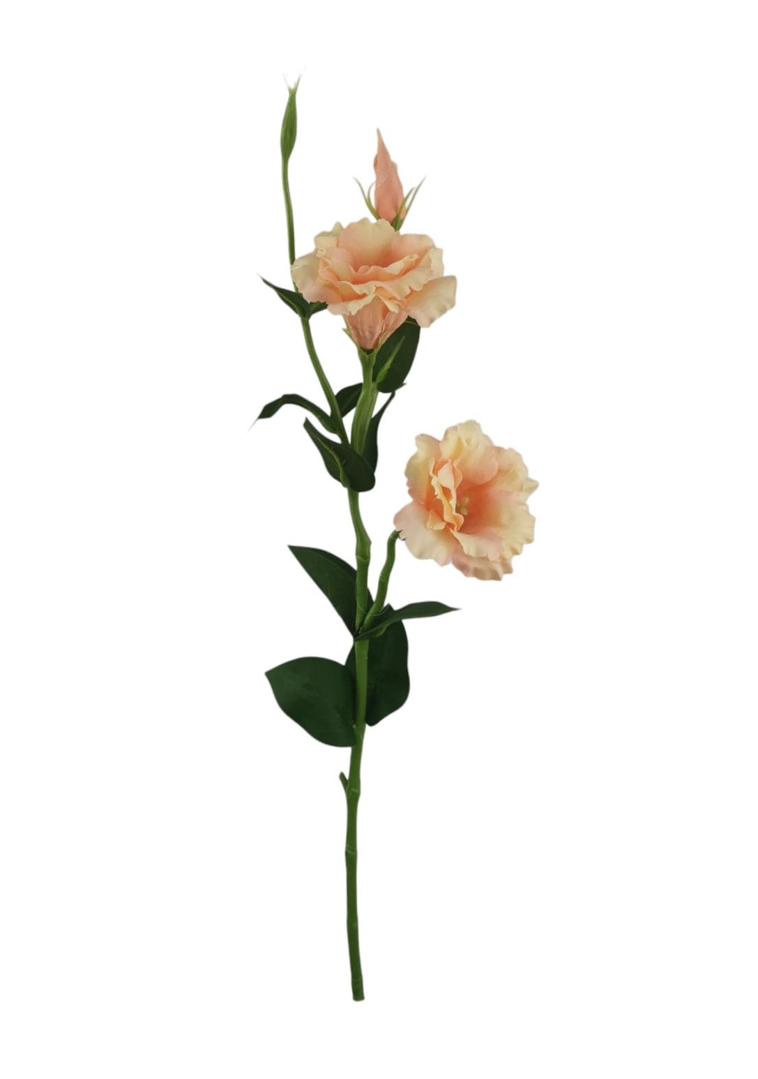 LISIANTHUS 60CM SA