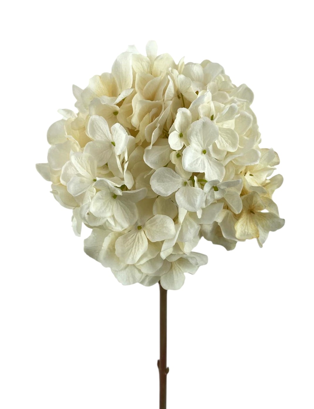 ORTENSIA SPRAY X1 65CM CR