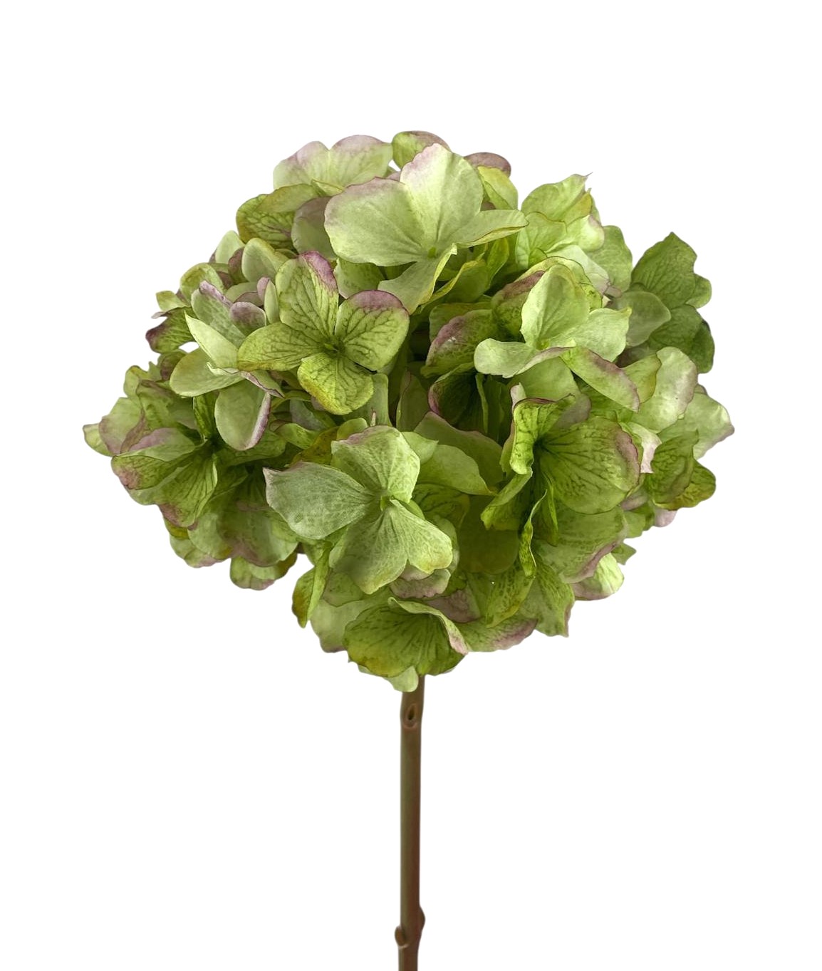 ORTENSIA SPRAY X1 65CM GR