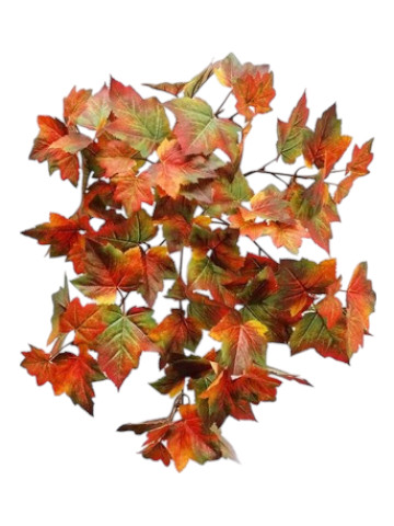 CADENTE MAPLE 50CM UV+ GREEN OR