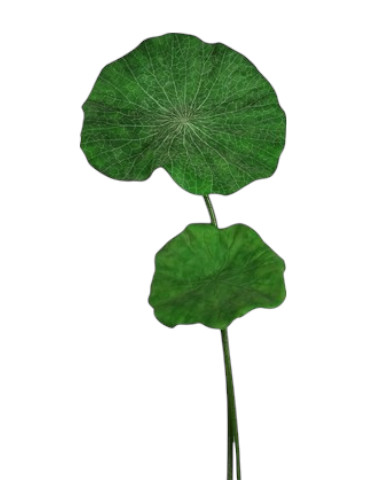 Prodotto