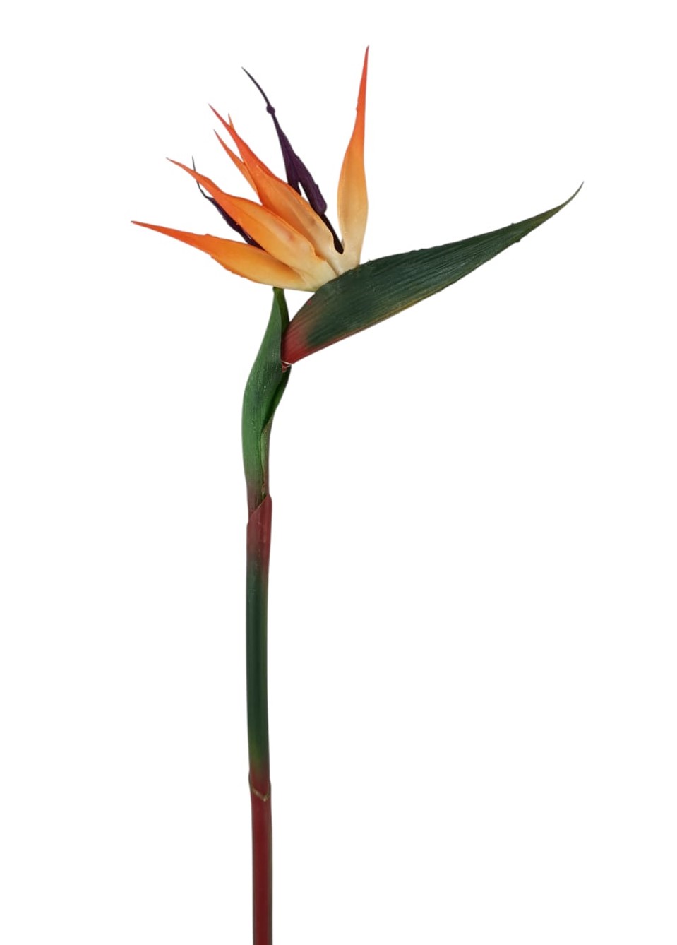 STERLIZIA SPRAY 60CM OR