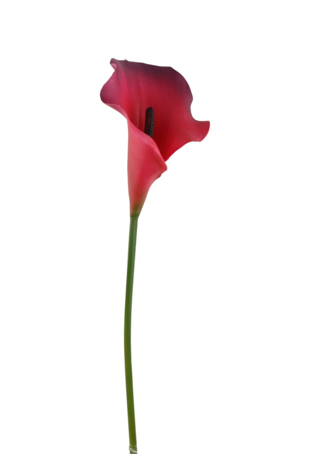 CALLA GOMMA RT 66CM BT