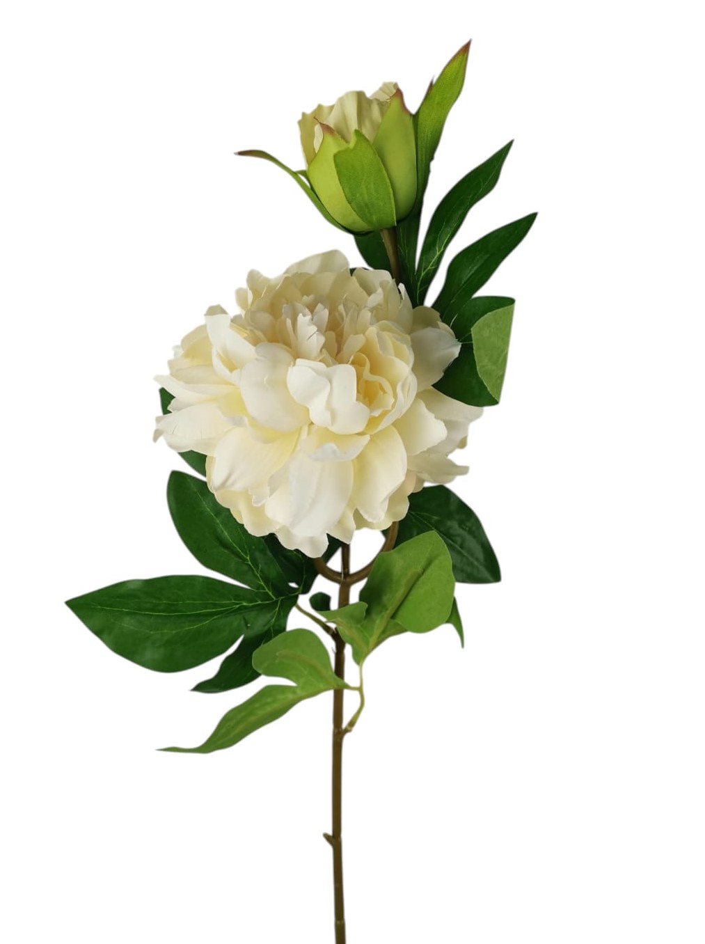 PEONIA SPRAY X2 65CM CR