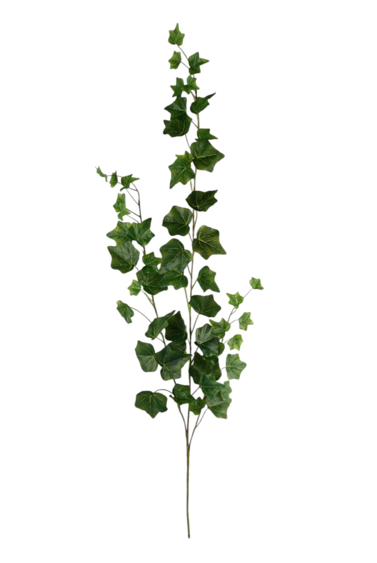 RAMO EDERA 51LVS 80CM GR