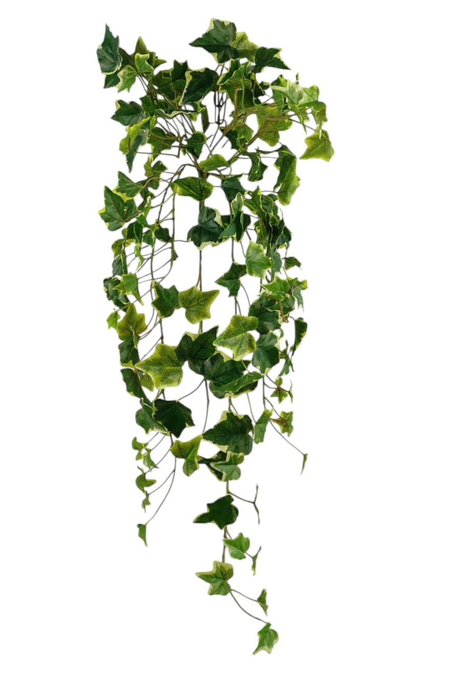 CADENTE EDERA X13 144LVS 74CM VR