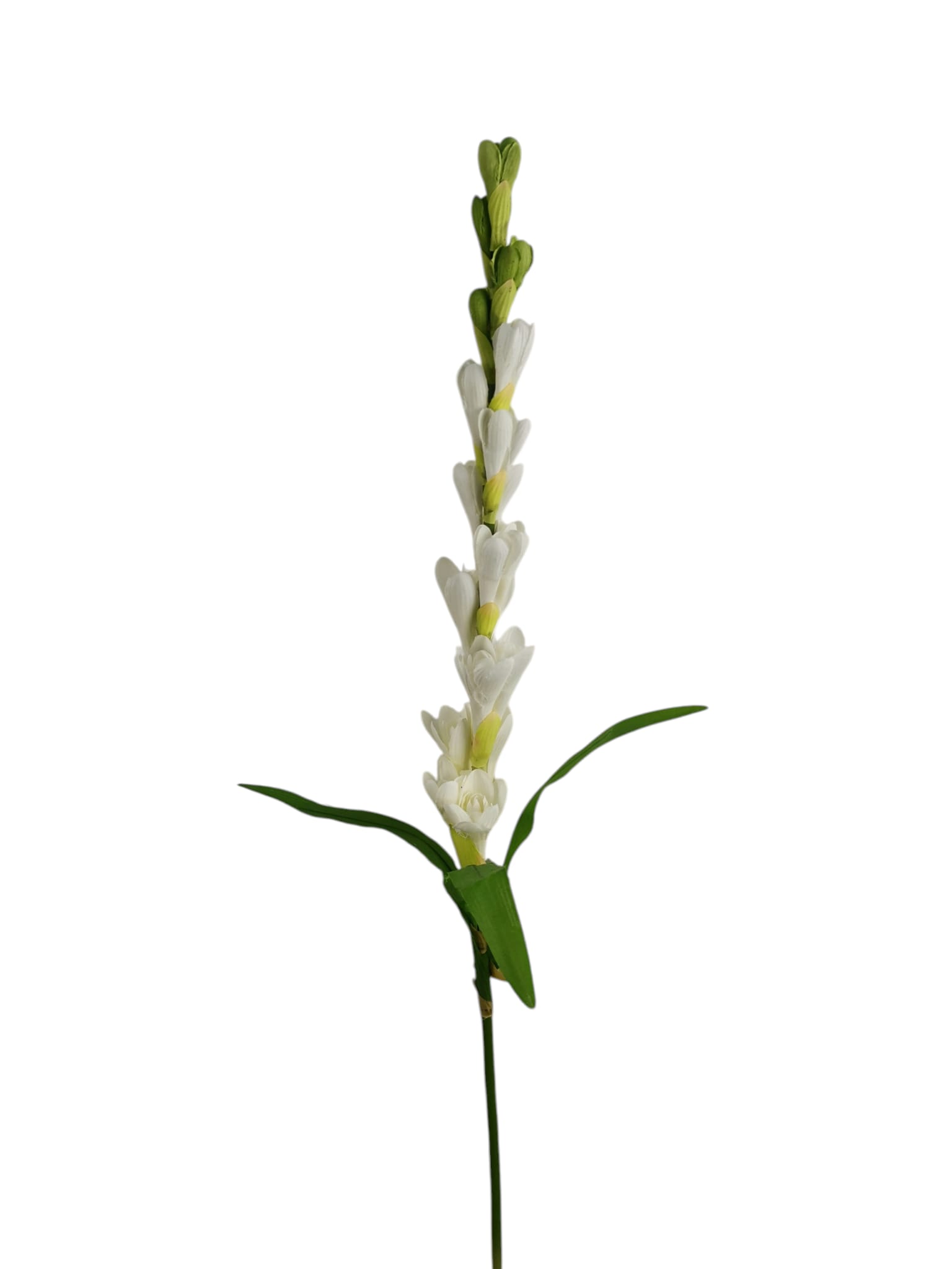 TUBEROSA 87CM WH