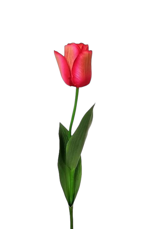 TULIPANO X1 66CM BT