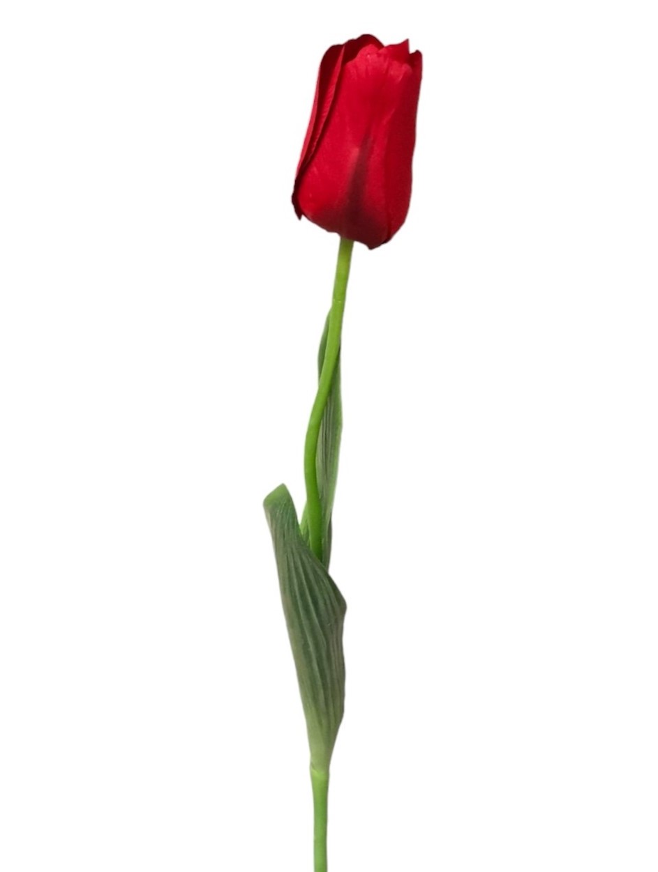 TULIPANO X1 66CM RD