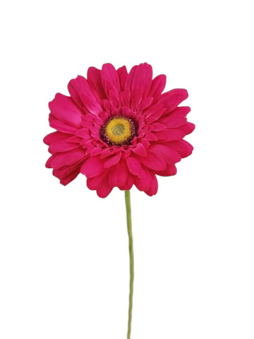 GERBERA EXTRA X1 63CM BT