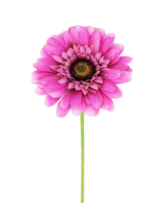 GERBERA EXTRA X1 63CM LL