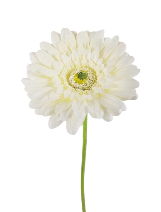 GERBERA EXTRA X1 63CM WH