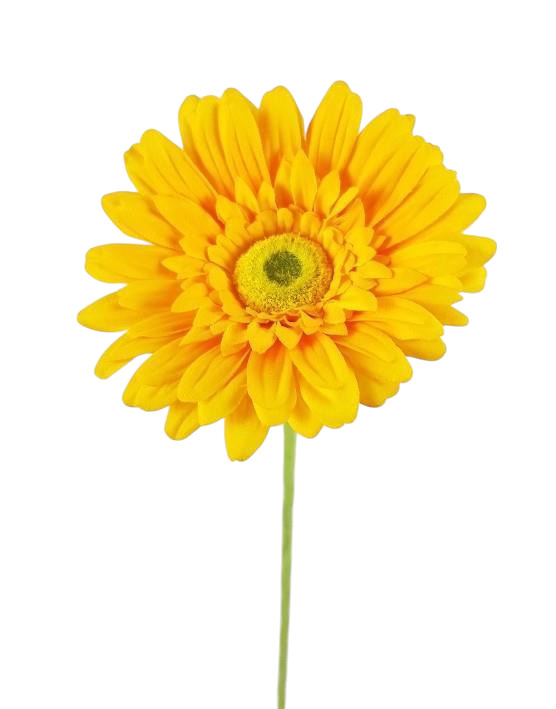 GERBERA EXTRA X1 63CM YL