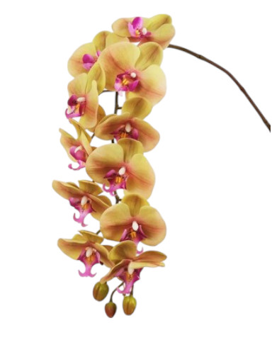 PHALAENOPSIS X11 100CM GR