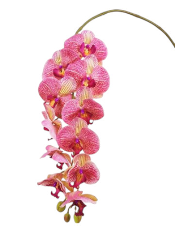 PHALAENOPSIS X11 100CM PK