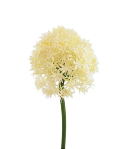 ALLIUM GIANT 80CM CR
